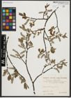 Foto von Salix appendiculata Vill.